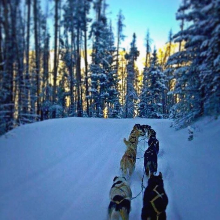 Dog sled team mushing through a snowy forest trail.