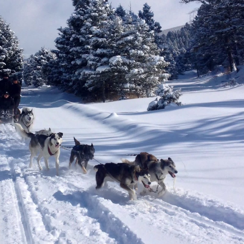 Sled dogs pulling a sled through snowy forest trail.