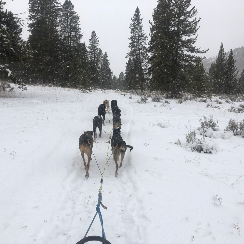 Dog sled team pulling sled through snowy forest trail.