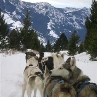Sled dogs on a snowy trail with mountains in the background.