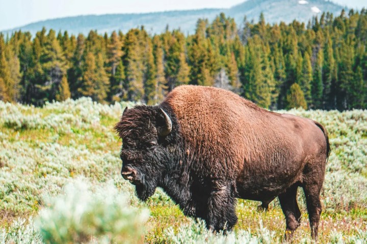 Bison standing in a grassy field with trees and mountains in the background.