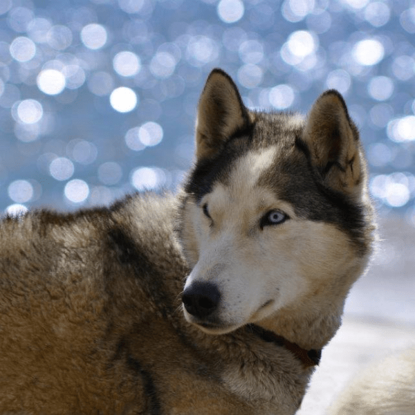A husky dog with blue eyes standing by sparkling water.