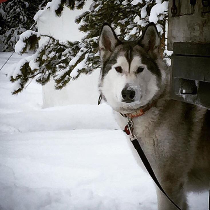 Siberian husky in snow, tethered, trees in background.