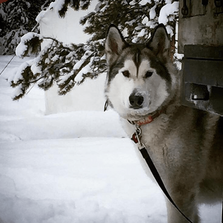 Siberian husky in snow, tethered, trees in background.